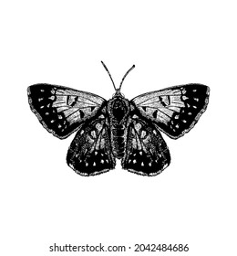 butterfly vector drawing illustration. vector isolated element on the white background