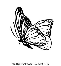 Butterfly. Vector graphics. Black and white hand-drawn illustration. On a white background. Great for stickers, banners, posters and packaging, postcards and labels, prints and more.