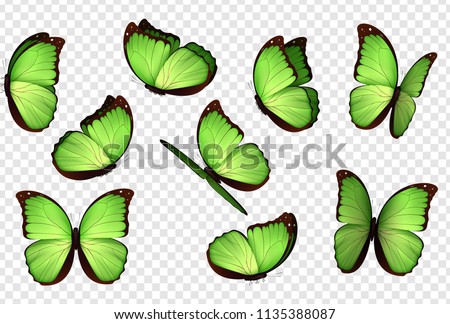 Butterfly vector. Green isolated butterflies. Insects with bright coloring on transparent background