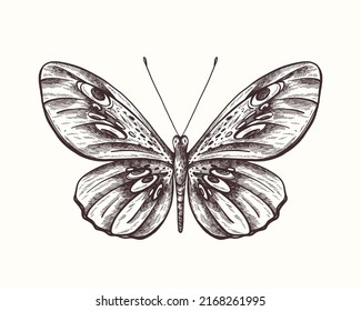 Vector de mariposa dibujado a mano aislado sobre fondo blanco. Insectos en estilo grabado. 