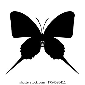 Icono vectorial de la mariposa, aislado en blanco