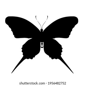 Icono vectorial de la mariposa, aislado en blanco