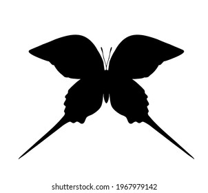 Butterfly vector icon, isolated on white