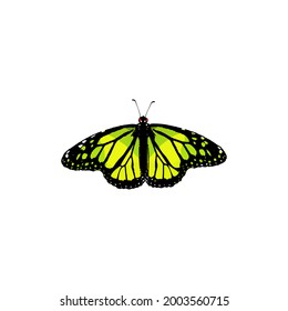 Butterfly vector icon isolated on a white background