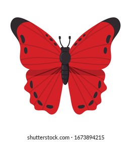Butterfly vector icon.Cartoon vector icon isolated on white background butterfly .