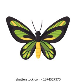 Butterfly vector icon.Cartoon vector icon isolated on white background butterfly .