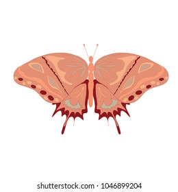 Butterfly vector illustration