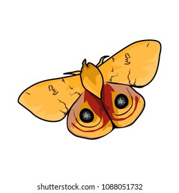 butterfly vector illustration