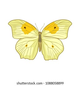 butterfly vector illustration