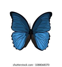 butterfly vector illustration