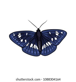 butterfly vector illustration