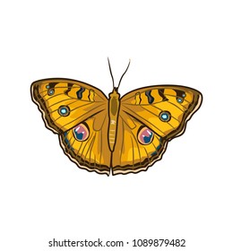 butterfly vector illustration