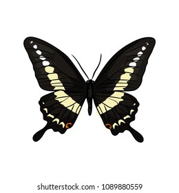 butterfly vector illustration