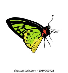 butterfly vector illustration