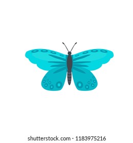 butterfly, vector illustration