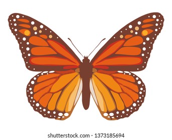 Butterfly. Vector illustration