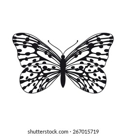 Butterfly, vector illustration