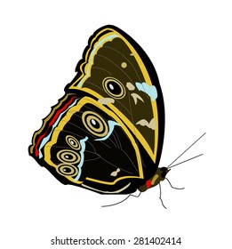 Butterfly; vector illustration