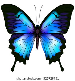 Blue Butterfly Images, Stock Photos & Vectors | Shutterstock