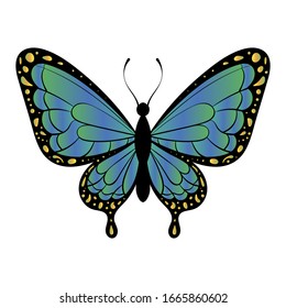 Butterfly Vector Illustration. Beautiful Colorful Butterfly on White Background. Bright Tattoo for your Back. Tropical Realistic Butterfly. Illustration of Butterfly.