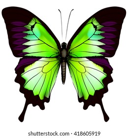 Butterfly. Vector illustration of beautiful green butterfly isolated on white background