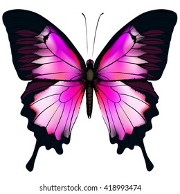 Butterfly. Vector illustration of beautiful pink and purple butterfly isolated on white background