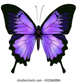 Butterfly. Vector illustration of beautiful pink and purple lilac violet butterfly isolated on white background