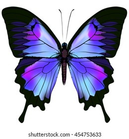 Butterfly. Vector illustration of beautiful pink blue lilac and purple butterfly isolated on white background