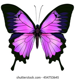 Butterfly. Vector illustration of beautiful pink and purple butterfly isolated on white background