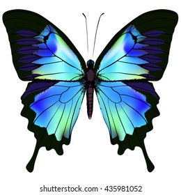 Butterfly. Vector illustration of blue azure and green colorful butterfly. Beautiful butterfly isolated on white background