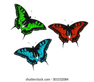 Butterfly Vector Illustration EPS10