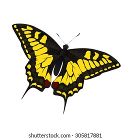 Butterfly Vector Illustration EPS10