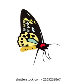 Butterfly vector illustration. Flat art trendy print. Colored picture isolated