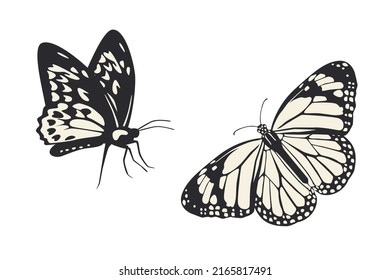 Butterfly vector illustration. Flat art trendy print. Black and white picture set