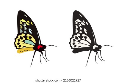 Butterfly vector illustration. Flat art trendy print. Colored and black and white picture set