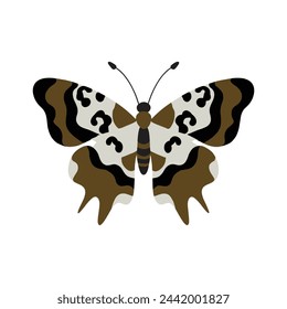 Butterfly Vector Illustration Graphics drawing