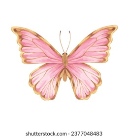 Butterfly Vector illustration. Hand drawn graphic clip art on white isolated background. Watercolor drawing of insect with pink and gold wings. Flying moth sketch for children's birthday decorations