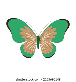 Butterfly vector illustration. Isolated cartoon set icon decorative insect . Vector cartoon set icon butterfly.