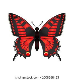   
Butterfly vector illustration isolated on white background.