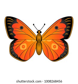   
Butterfly vector illustration isolated on white background.
