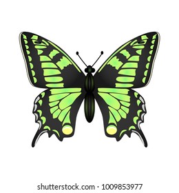   Butterfly vector illustration isolated on white background.
