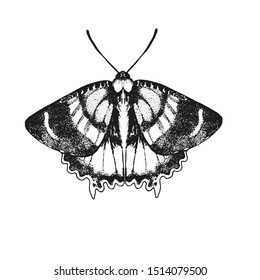 butterfly, vector illustration isolated on white background, hand drawing, ink