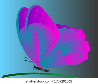 Butterfly vector illustration. Isolated on blue background. 