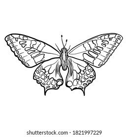 Butterfly vector illustration isolated on white background 