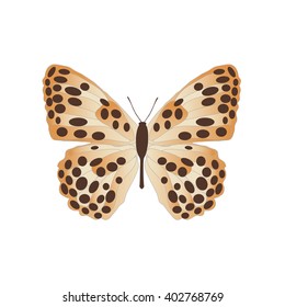 Butterfly vector illustration, isolated on white background