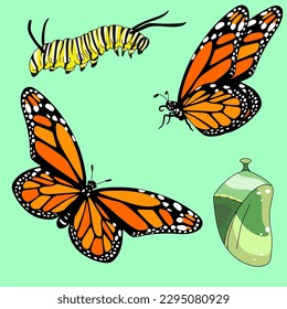 
Butterfly vector illustration, monarch butterfly life cycle on green background