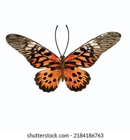 Butterfly vector illustration. Moth on white background. Tropical butterfly picture. Watercolor style art. Decoration for greeting card, logo and design.