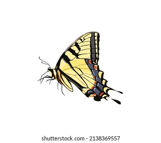 Ilustración vectorial de mariposa en fondo blanco