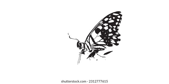 Ilustración vectorial de mariposa sobre fondo blanco.
