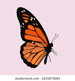 butterfly vector illustration on white background